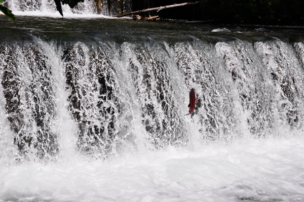 salmon jumping up Ship Creek Dam